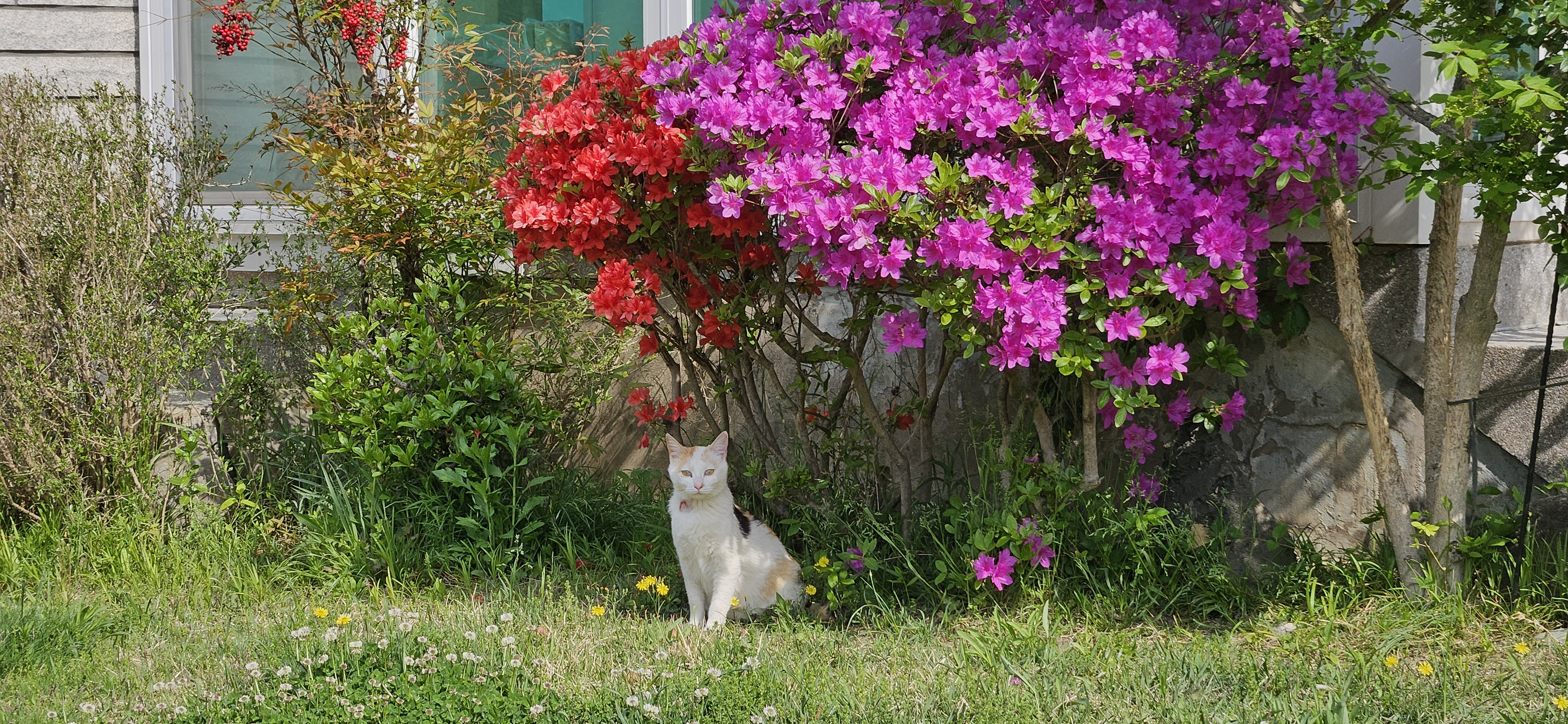 길고양이 애순이네 삼남매 중 못난이.